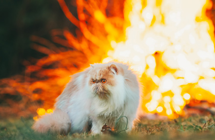 Top 10 Pet Fire Safety Tips to Keep Your Pets Safe from House Fires